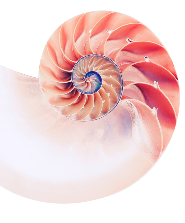 conchiglia_hero